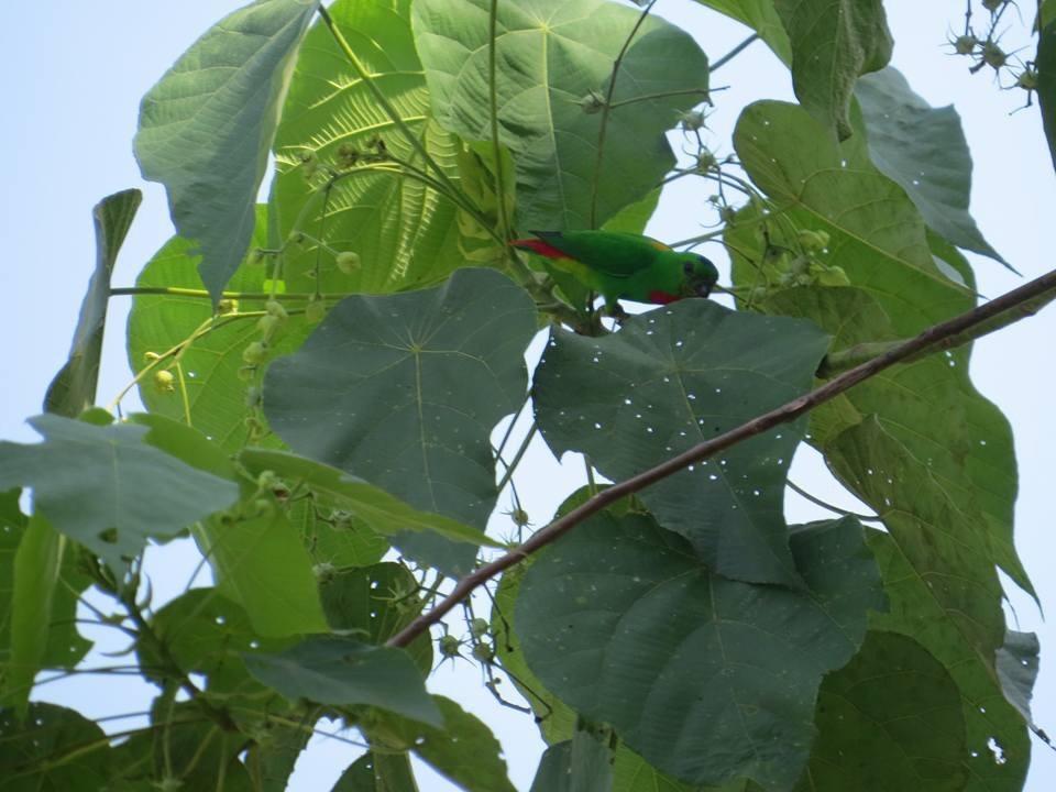 Batu Kapal Jungle Houses Vendégház Binjai Kültér fotó